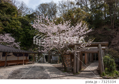 銭洗弁財天境内内に咲く桜 7325334