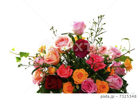 薔薇の集合 7325348