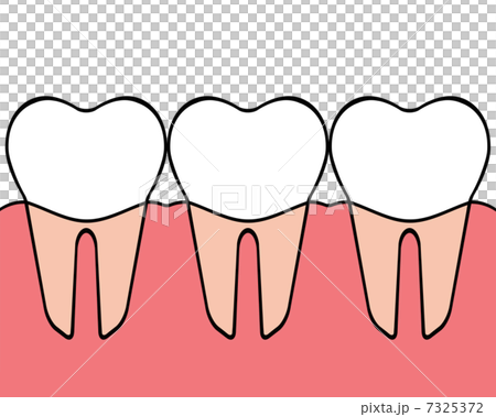 歯 7325372