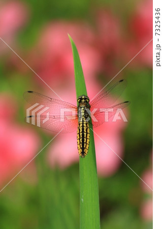 腹広トンボの来る庭 7325436