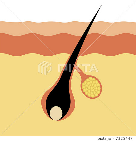 毛根と皮脂線の図 7325447