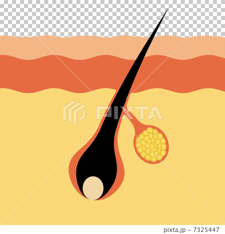 毛根と皮脂線の図 7325447