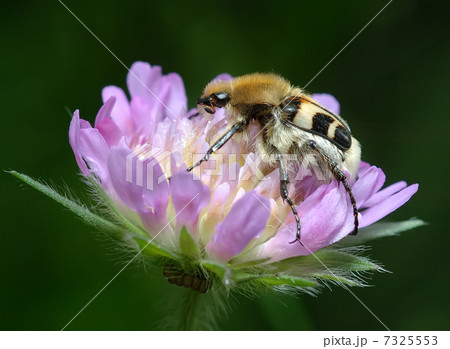 Bug on a flower 7325553