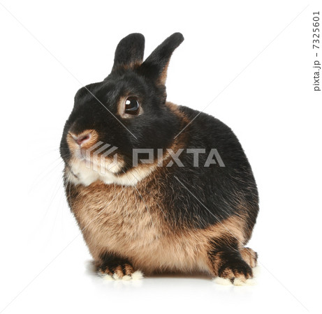 Baby bunny on a white background Baby bunny on a white background 7325601