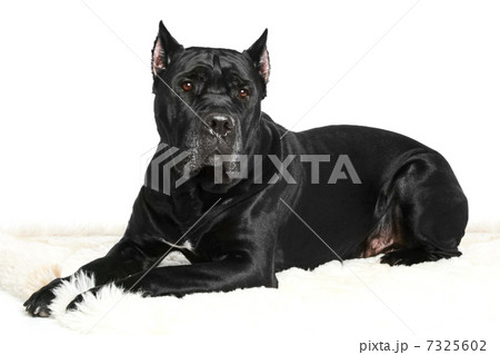 Cane Corso dog on a white background Cane Corso dog on a white background 7325602