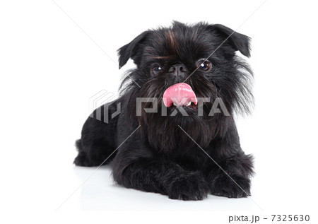 Brussels griffon portrait Brussels griffon portrait 7325630