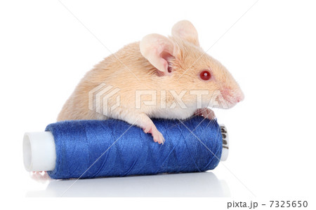 Decorative mouse on white background Decorative mouse on white background 7325650