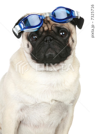 Funny pug dog in blue glasses for a scuba diving 7325716