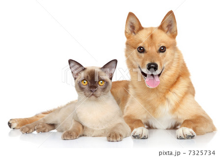 Happy dog and cat together 7325734