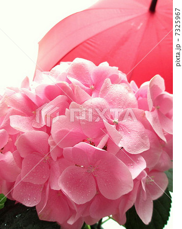 雨に濡れた紫陽花と赤い傘 7325967