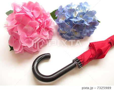 紫陽花と雨傘 紫陽花と雨傘 7325989