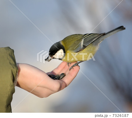 Titmouse on a hand. 7326187