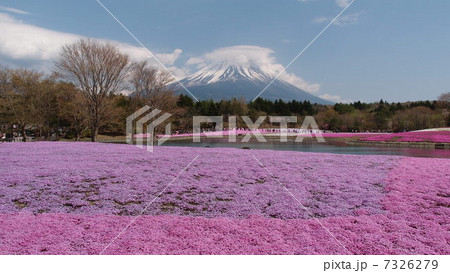 富士山と芝桜 7326279