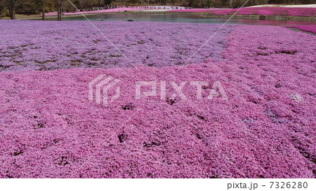 芝桜と池 7326280
