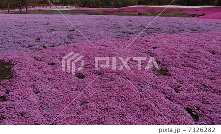 芝桜と池 7326282