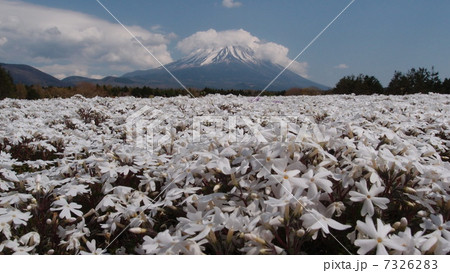 富士山と芝桜 7326283