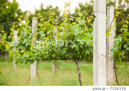 vineyard rows in spring 7326339