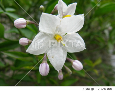 白い花後の、赤い可愛い実の鑑賞をする為に栽培されます 7326366