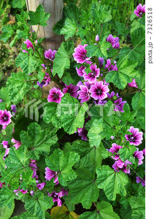 銭葵 銭葵 7326518