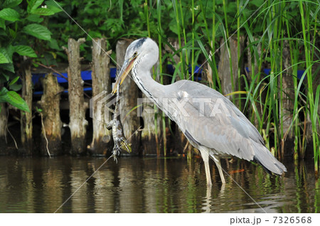 アオサギの食事 7326568