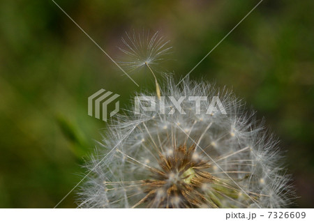タンポポの綿毛 7326609