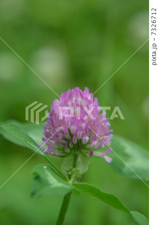 アカツメクサ 7326712