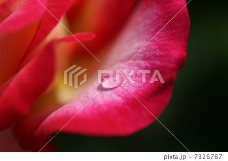 バラの花びらと雫 7326767