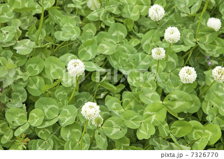 シロツメクサ 7326770