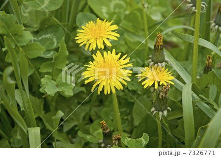 たんぽぽ 7326771