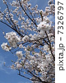 桜 7326797