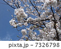 桜 7326798