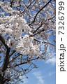 桜 7326799
