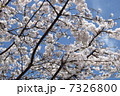 桜 7326800