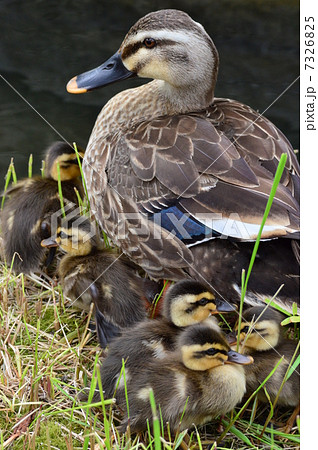 カルガモの赤ちゃんと親鴨 カルガモの赤ちゃんと親鴨 7326825