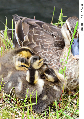 カルガモの赤ちゃんと親鴨 7326826