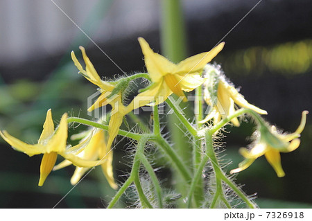 トマトの花 7326918