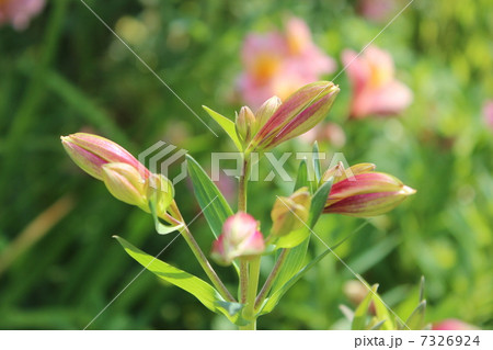 百合水仙 7326924