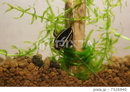 シマゲンゴロウ 7326940