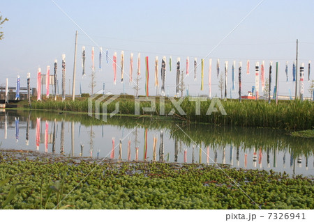 こいのぼり こいのぼり 7326941