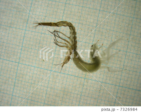 シャープゲンゴロウモドキ蛹 7326984