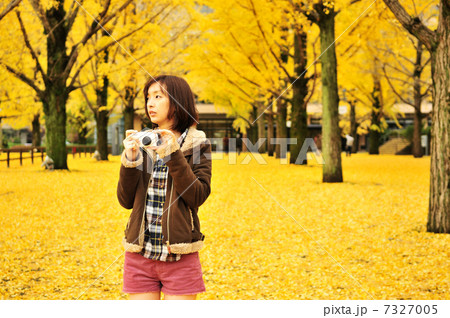 熊本県庁の銀杏 7327005