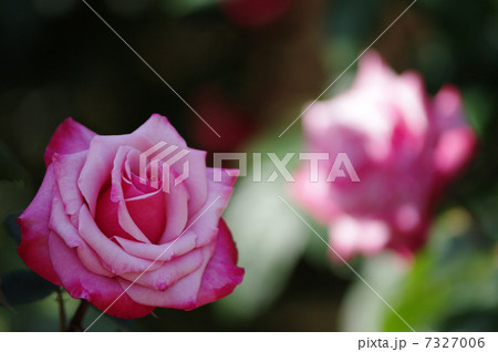 グレーフィンソニア（バラ） 7327006