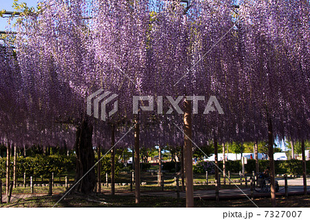 一本藤 一本藤 7327007