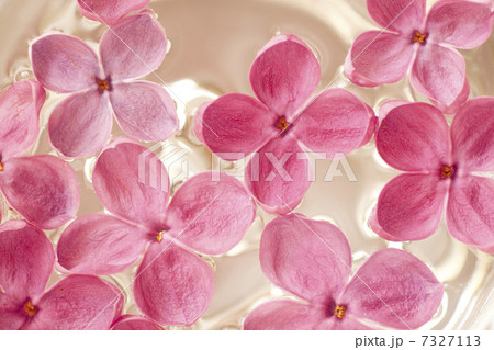 紫のライラック 紫のライラック 7327113