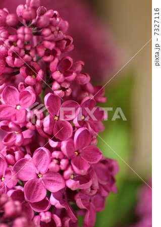 紫のライラック 紫のライラック 7327116