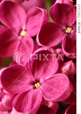 紫のライラック 紫のライラック 7327117