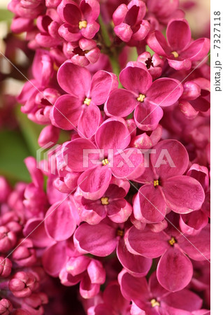 紫のライラック 7327118