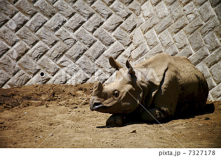 インドサイ インドサイ 7327178