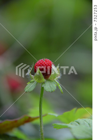 野いちご 7327253
