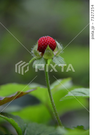 ヤブヘビイチゴ 7327254